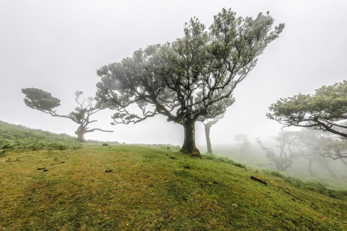 Schöne Aufnahme von Bäumen, die in den Hügeln von Fanal auf Madeira wachsen, an einem nebligen Tag.